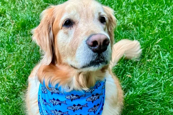 Salty Days Fish Co. mascot dog in a branded bandana